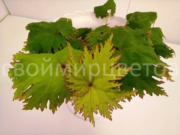 Бегония Lyallii var masoalensis1